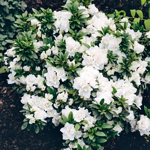 Azalea Hardy Gardenia